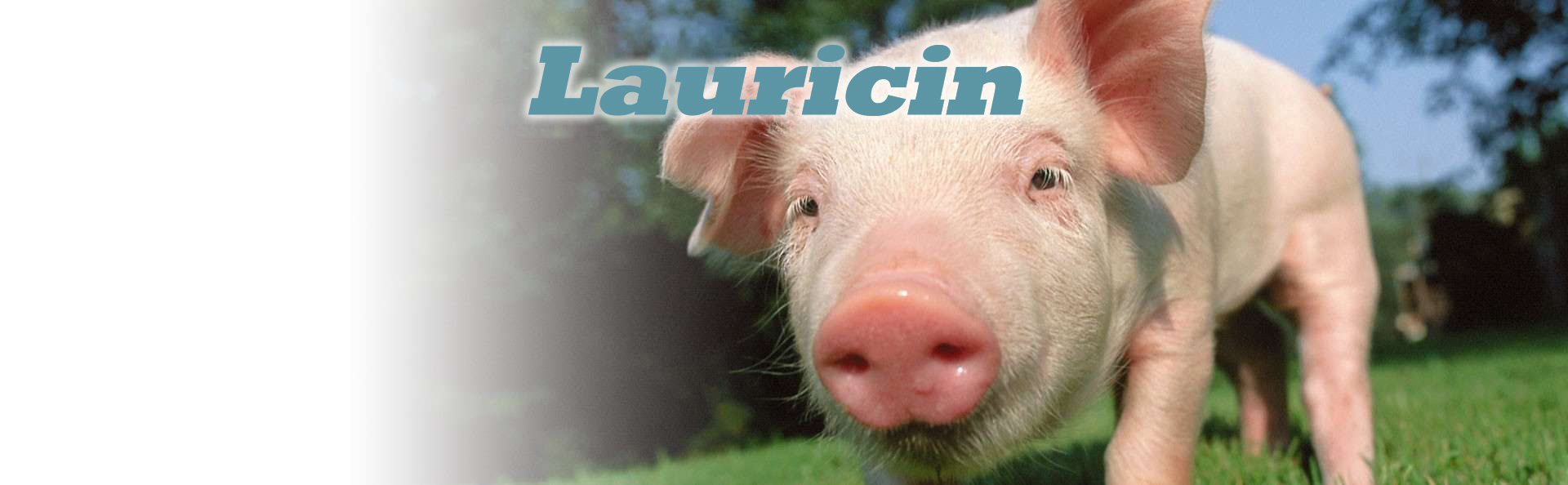 Laucirin