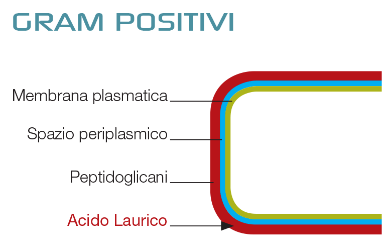 gram-positivi-lauricin.png