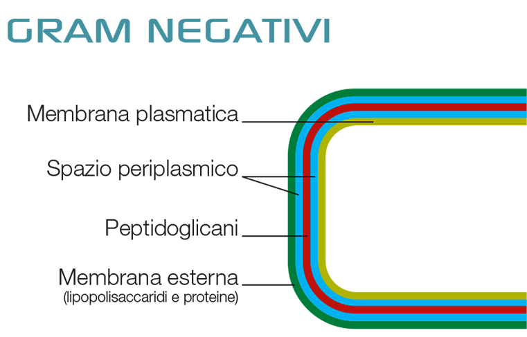 gram-negativi-lauricin.png
